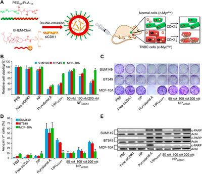 Cell- and subcellular organelle-targeting nanoparticle-mediated breast cancer therapy